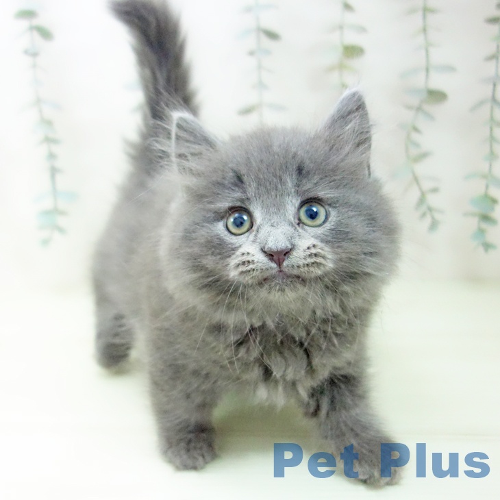 愛知県のマンチカン (ペットプラス 則武新町店/2026年2月13日生まれ/男の子/ブルー)の子猫の1枚目の画像