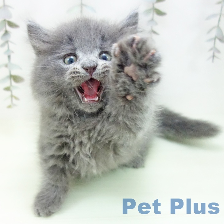 愛知県のマンチカン (ペットプラス 則武新町店/2026年2月13日生まれ/男の子/ブルー)の子猫の2枚目の画像