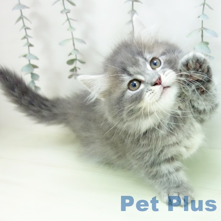 マンチカンの写真2