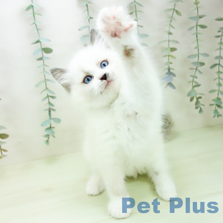 ラグドールの写真2