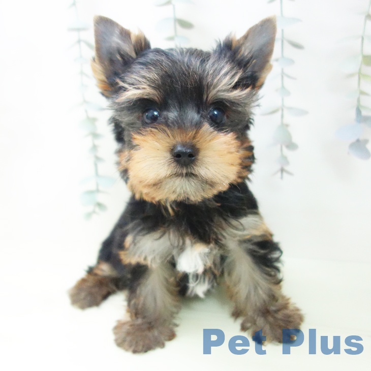 石川県のヨークシャーテリア (ペットプラス 白山店/2026年2月4日生まれ/男の子/スチールブルータン)の子犬の1枚目の画像