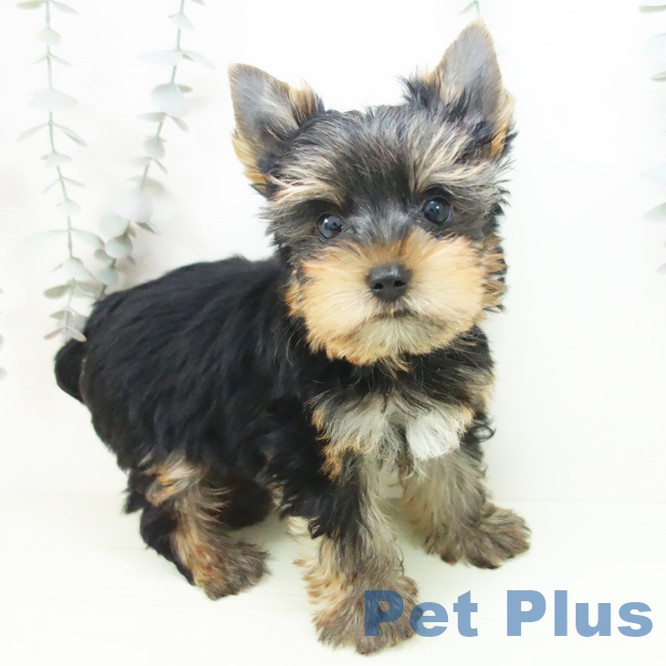 石川県のヨークシャーテリア (ペットプラス 白山店/2026年2月4日生まれ/男の子/スチールブルータン)の子犬の2枚目の画像