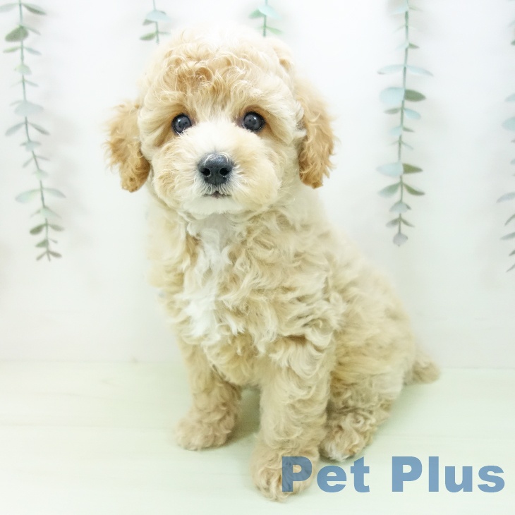 トイ・プードル