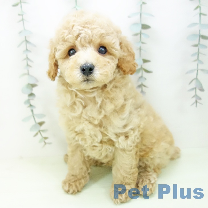 トイ・プードルの写真2