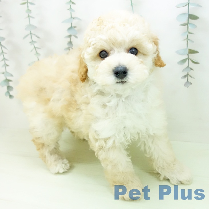 トイ・プードル