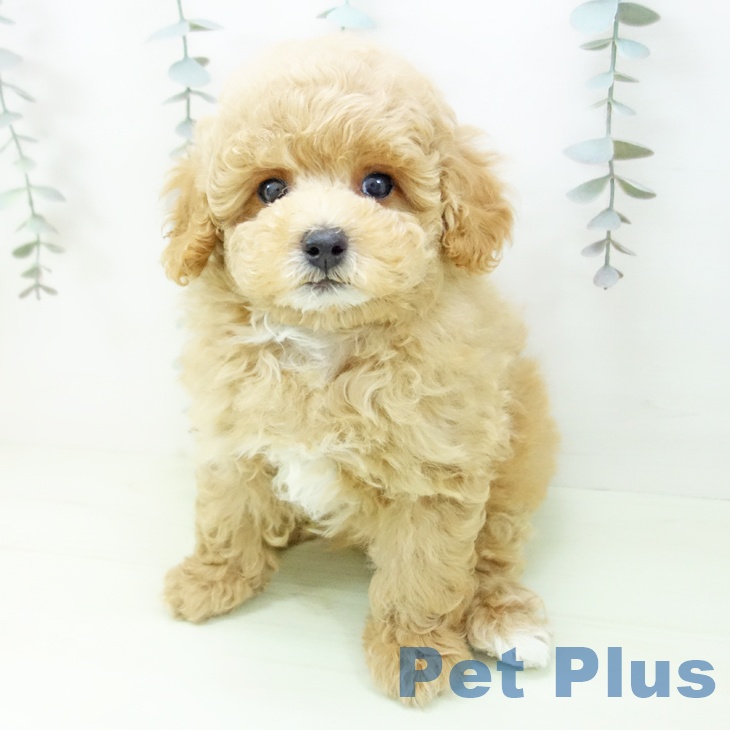 トイ・プードルの写真2