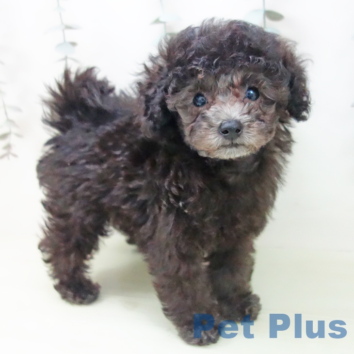 トイ・プードル