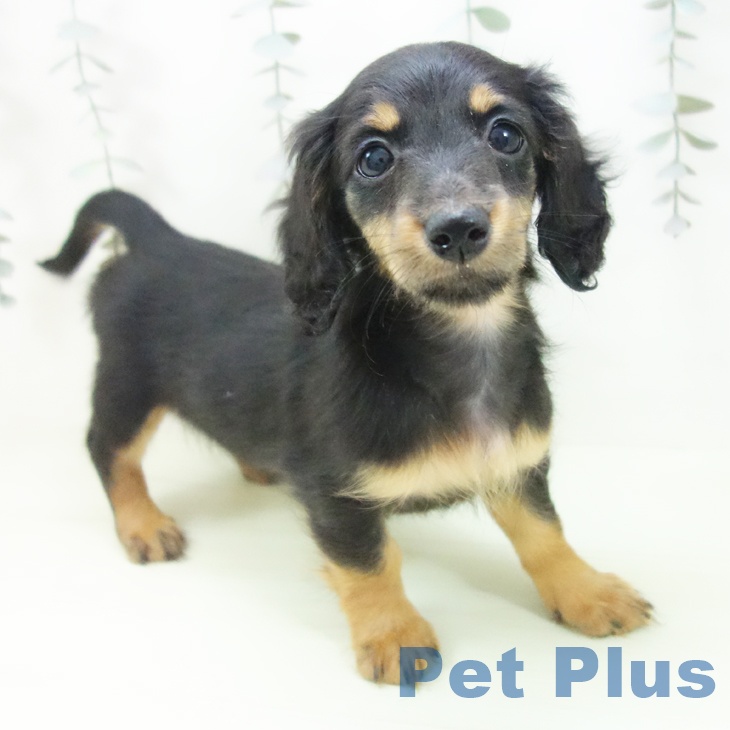 富山県のミニチュアダックスフンド(ロング) (ペットプラス 高岡店/2026年2月16日生まれ/女の子/ブラックタン)の子犬の1枚目の画像