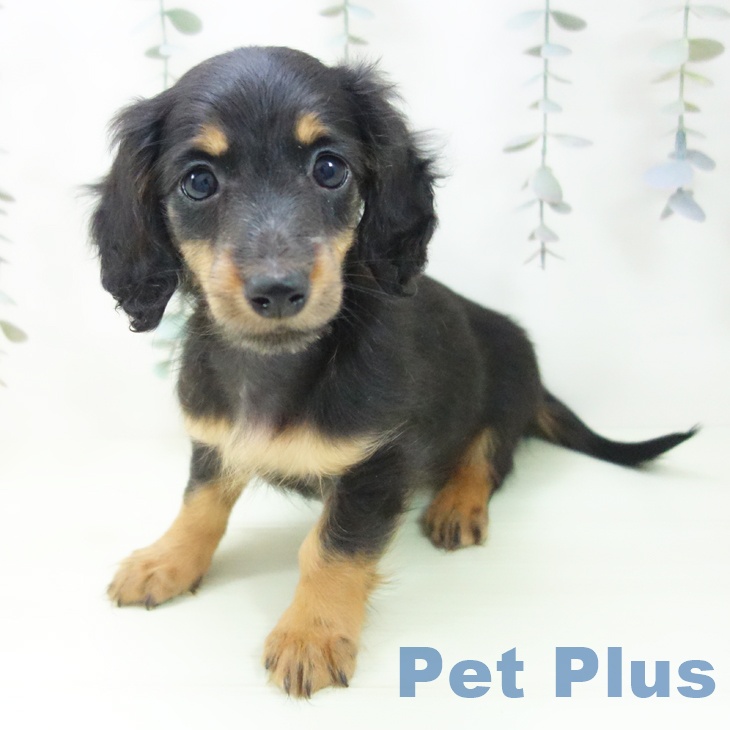 富山県のミニチュアダックスフンド(ロング) (ペットプラス 高岡店/2026年2月16日生まれ/女の子/ブラックタン)の子犬の2枚目の画像