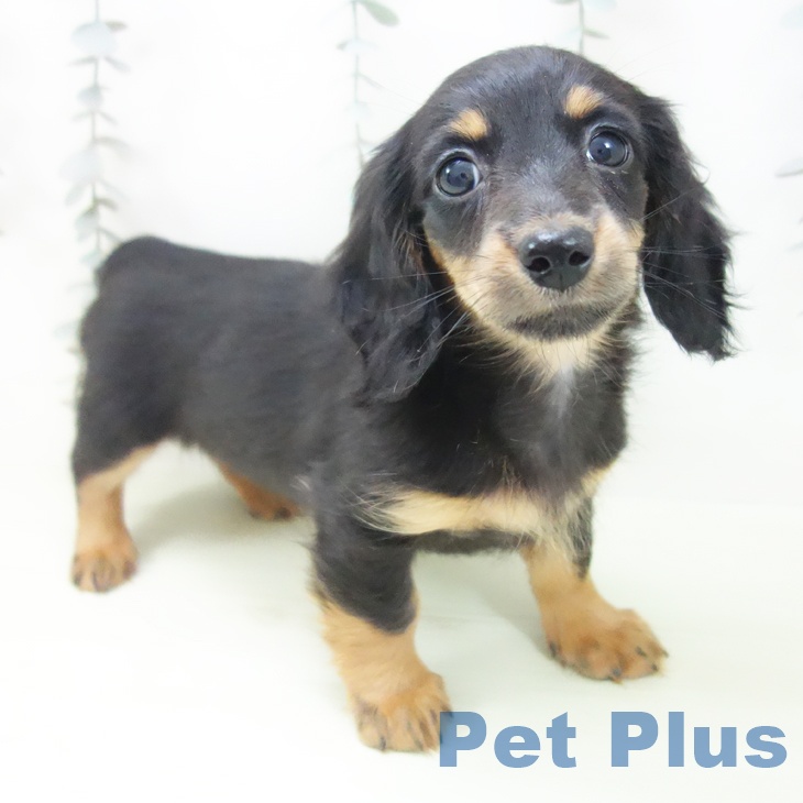 ミニチュア・ダックスフンド