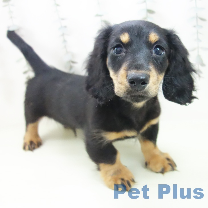 ミニチュア・ダックスフンド