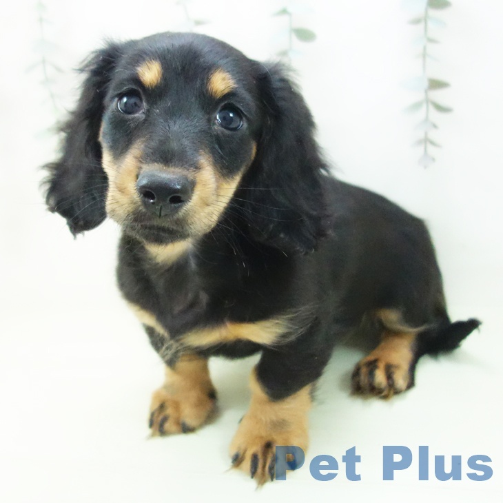 ミニチュア・ダックスフンドの写真2