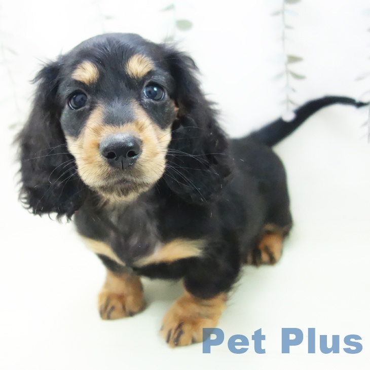 ミニチュア・ダックスフンド