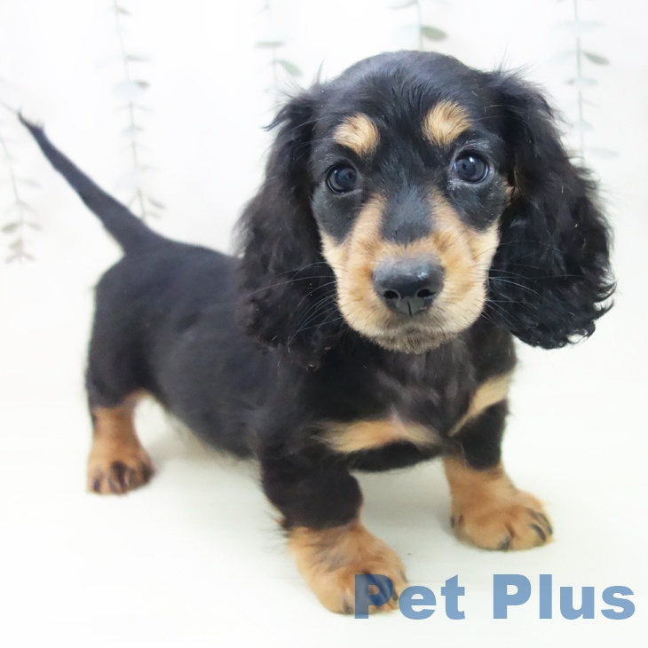 ミニチュア・ダックスフンドの写真2