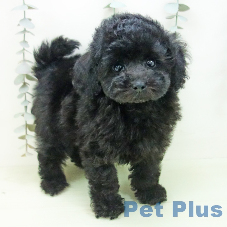 トイ・プードル