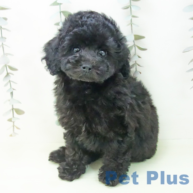 トイ・プードルの写真2