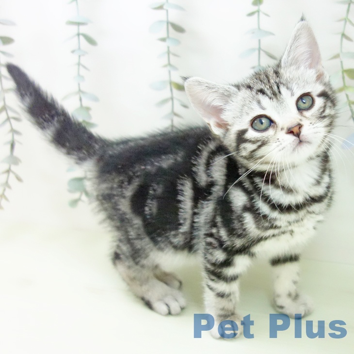 アメリカンショートヘア