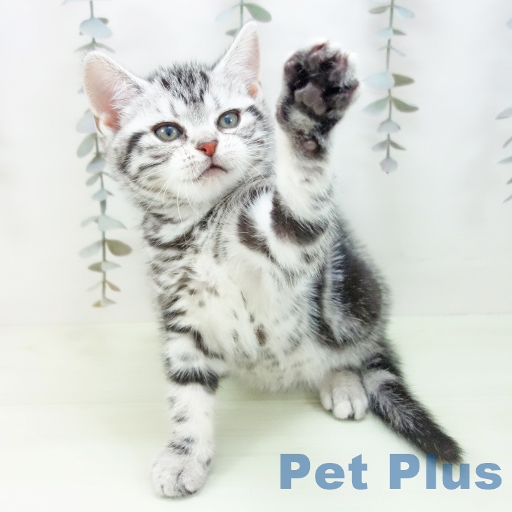 アメリカンショートヘアの写真2