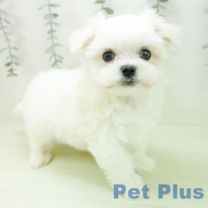 マルチーズの写真2