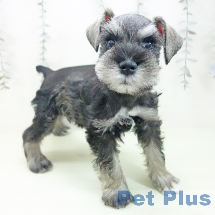 ミニチュア・シュナウザー