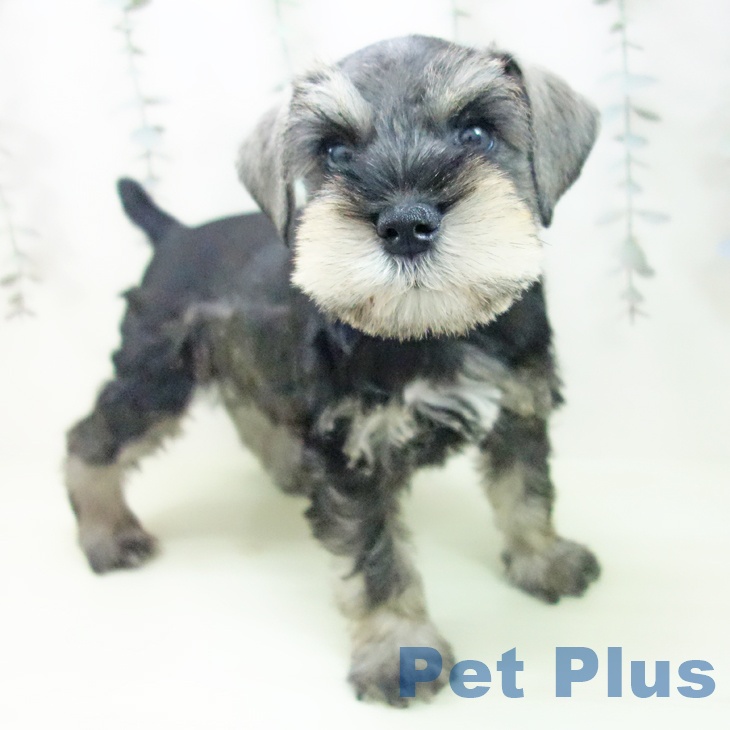 ミニチュア・シュナウザー