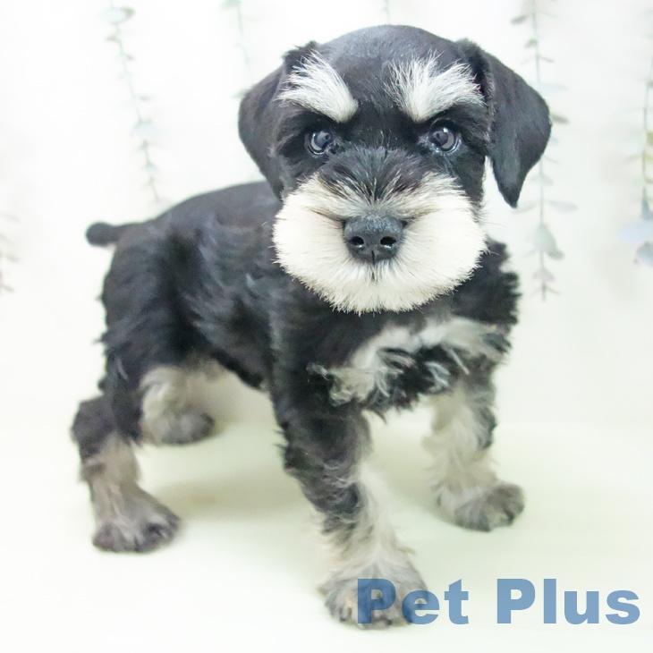 ミニチュア・シュナウザーの写真2