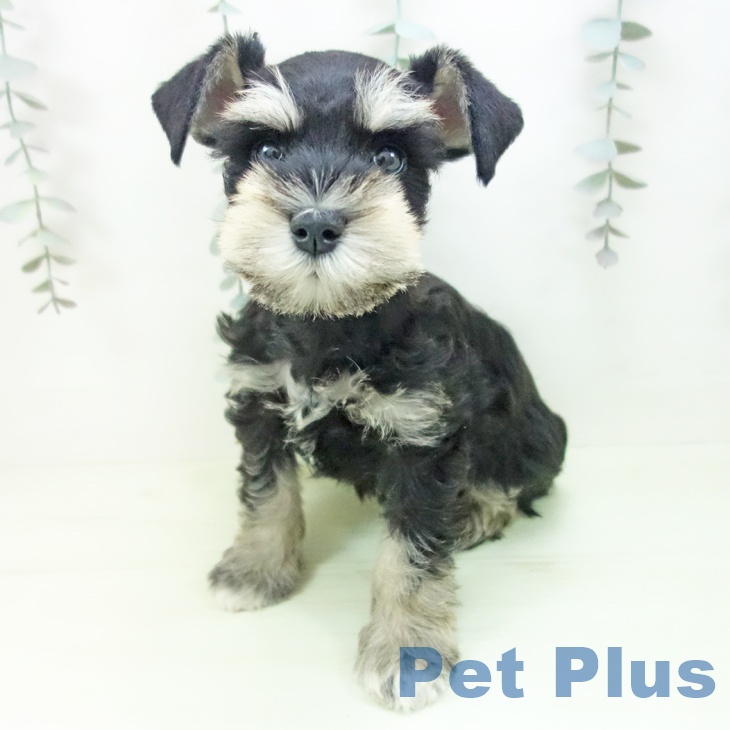 ミニチュア・シュナウザーの写真2