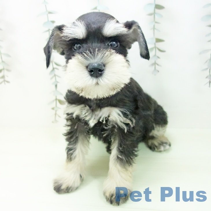 愛知県のミニチュアシュナウザー (ペットプラス 則武新町店/2026年2月13日生まれ/女の子/ブラックシルバー)の子犬の1枚目の画像