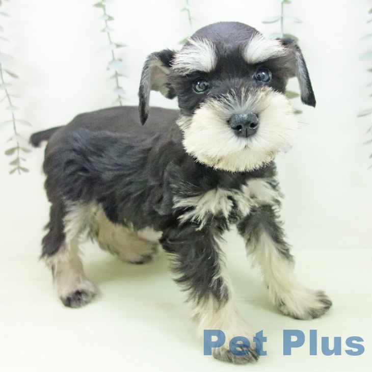 愛知県のミニチュアシュナウザー (ペットプラス 則武新町店/2026年2月13日生まれ/女の子/ブラックシルバー)の子犬の2枚目の画像