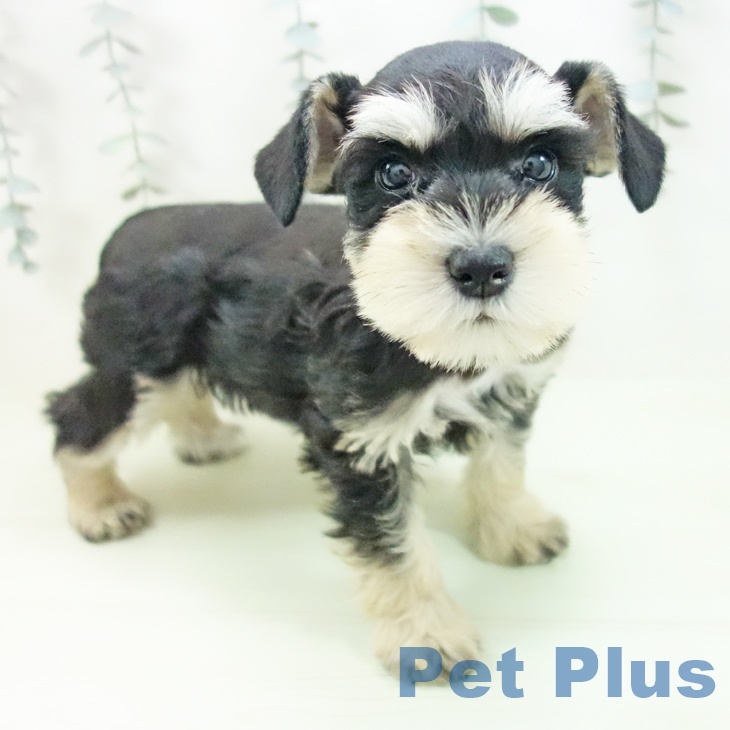 ミニチュア・シュナウザー