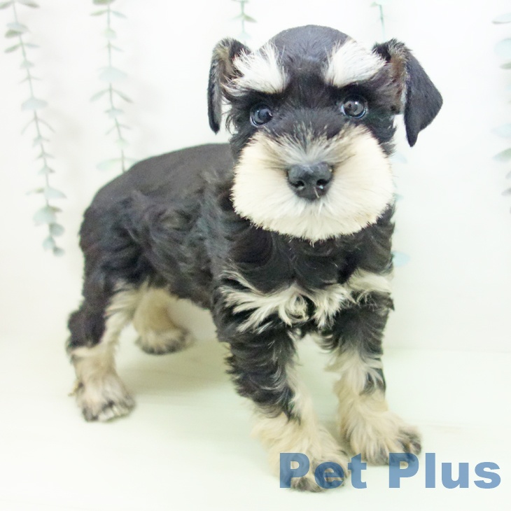 ミニチュア・シュナウザー