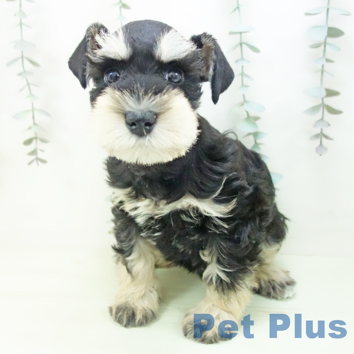 ミニチュア・シュナウザーの写真2