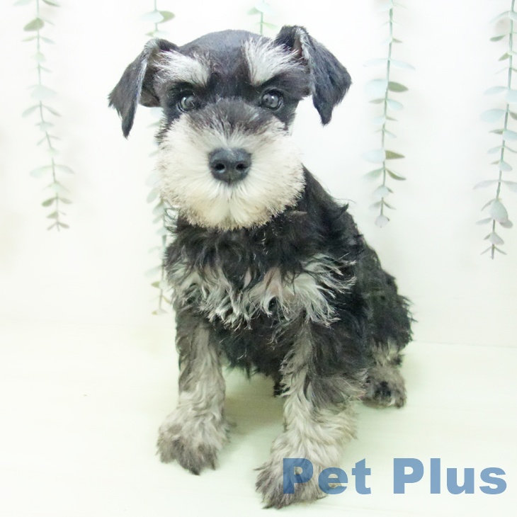 ミニチュア・シュナウザーの写真2