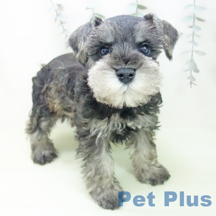 愛知県のミニチュアシュナウザー (ペットプラス イオンモール長久手店/2026年2月16日生まれ/男の子/ソルトペッパー)の子犬の1枚目の画像