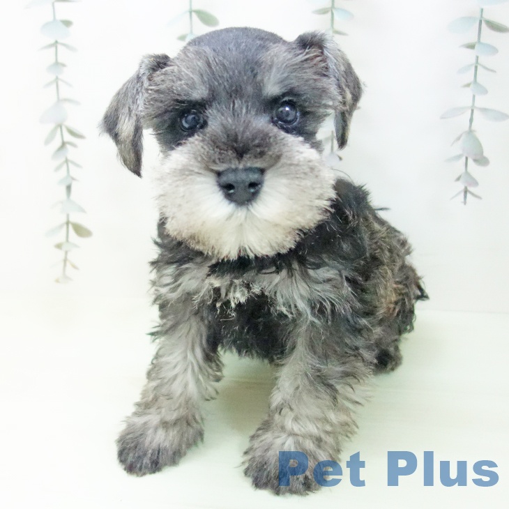 愛知県のミニチュアシュナウザー (ペットプラス イオンモール長久手店/2026年2月16日生まれ/男の子/ソルトペッパー)の子犬の2枚目の画像