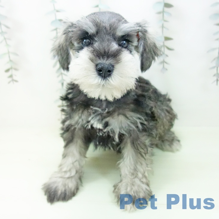 ミニチュア・シュナウザー