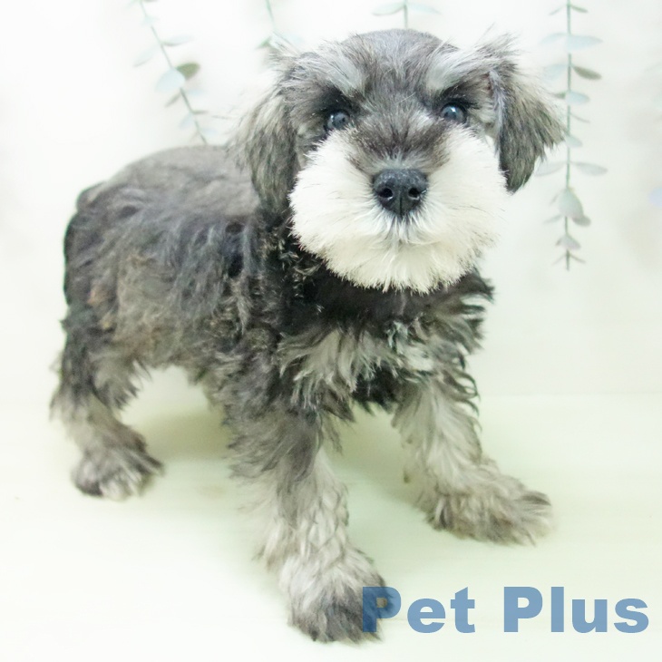 ミニチュア・シュナウザーの写真2