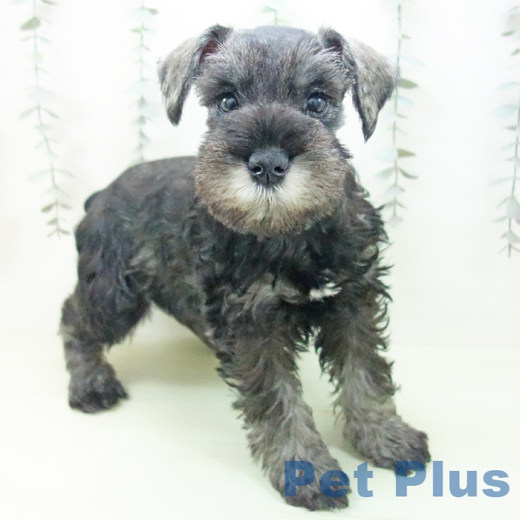 岐阜県のミニチュアシュナウザー (ペットプラス 各務原店/2026年2月16日生まれ/女の子/ソルトペッパー)の子犬の1枚目の画像