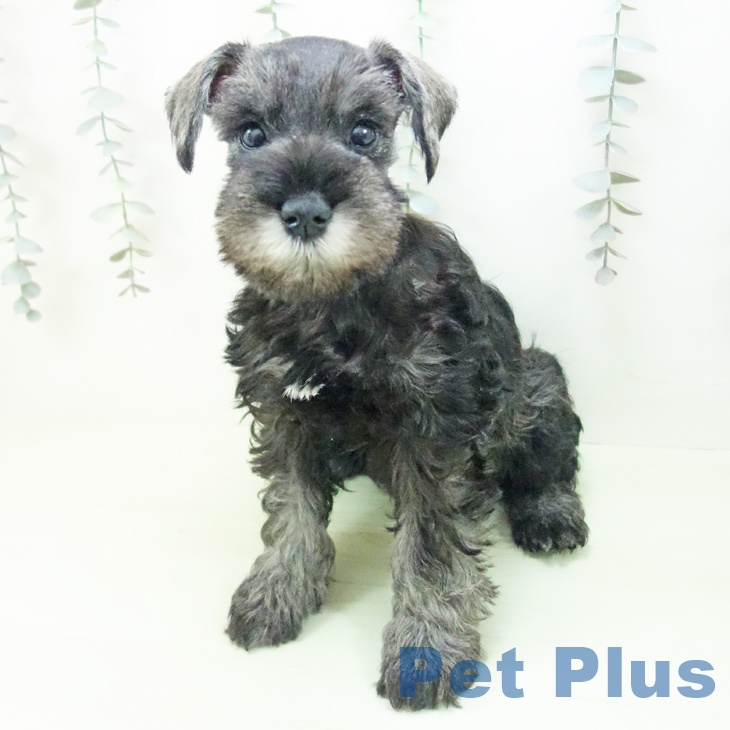 岐阜県のミニチュアシュナウザー (ペットプラス 各務原店/2026年2月16日生まれ/女の子/ソルトペッパー)の子犬の2枚目の画像