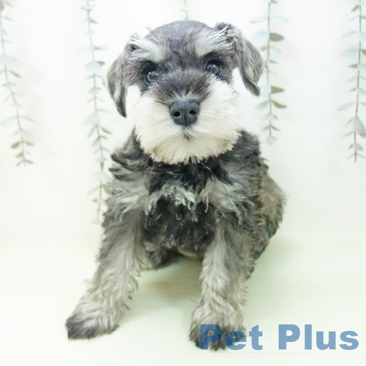 ミニチュア・シュナウザーの写真2