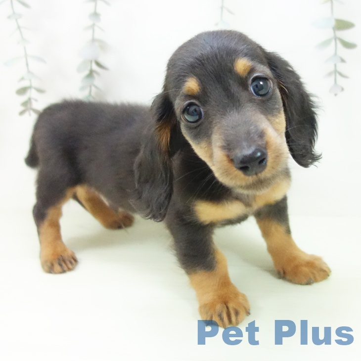 ミニチュア・ダックスフンドの写真2