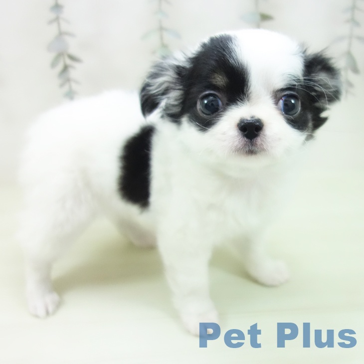 三重県のチワワ(ロング) (ペットプラス 鈴鹿店/2026年2月11日生まれ/女の子/ホワイトブラックタン)の子犬の1枚目の画像