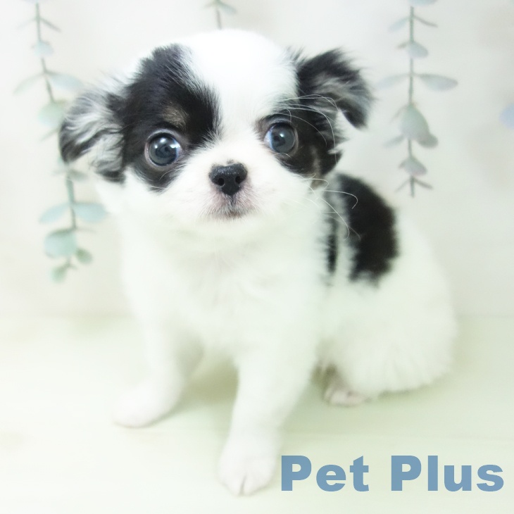 三重県のチワワ(ロング) (ペットプラス 鈴鹿店/2026年2月11日生まれ/女の子/ホワイトブラックタン)の子犬の2枚目の画像