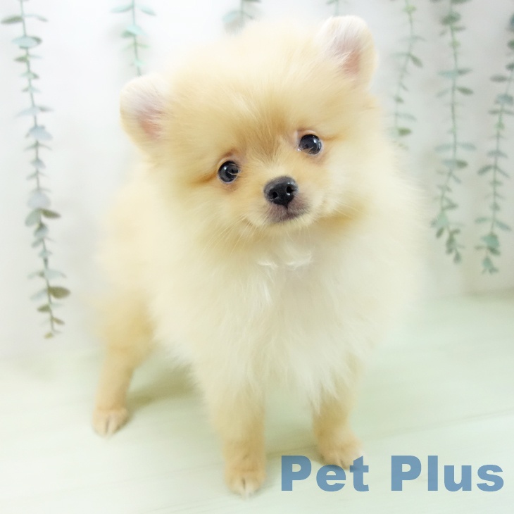 富山県のポメラニアン (ペットプラス 高岡店/2026年2月15日生まれ/男の子/クリーム)の子犬の1枚目の画像