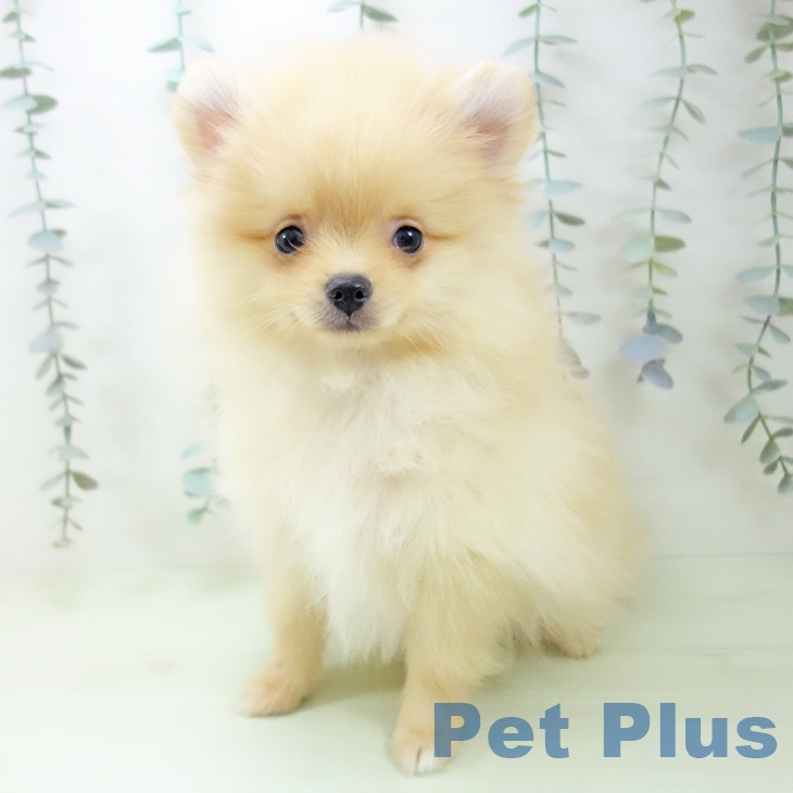 富山県のポメラニアン (ペットプラス 高岡店/2026年2月15日生まれ/男の子/クリーム)の子犬の2枚目の画像