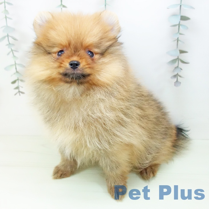 ポメラニアンの写真2