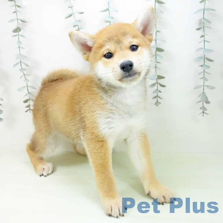 富山県の柴犬(標準サイズ) (ペットプラス 高岡店/2026年2月18日生まれ/男の子/赤)の子犬の1枚目の画像