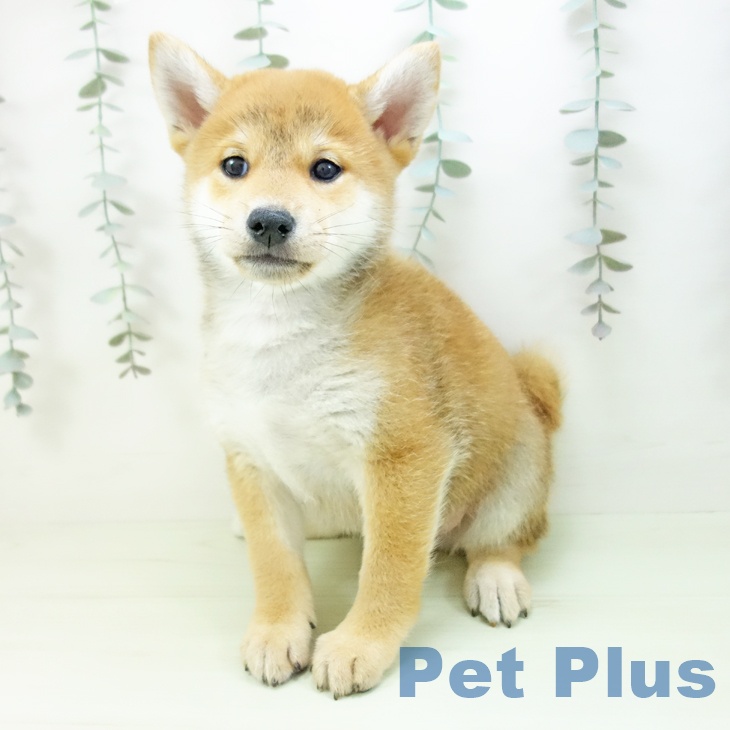 富山県の柴犬(標準サイズ) (ペットプラス 高岡店/2026年2月18日生まれ/男の子/赤)の子犬の2枚目の画像