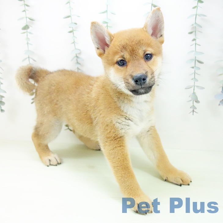 愛知県の柴犬(標準サイズ) (ペッツワン 東海店/2026年2月18日生まれ/女の子/赤)の子犬の1枚目の画像