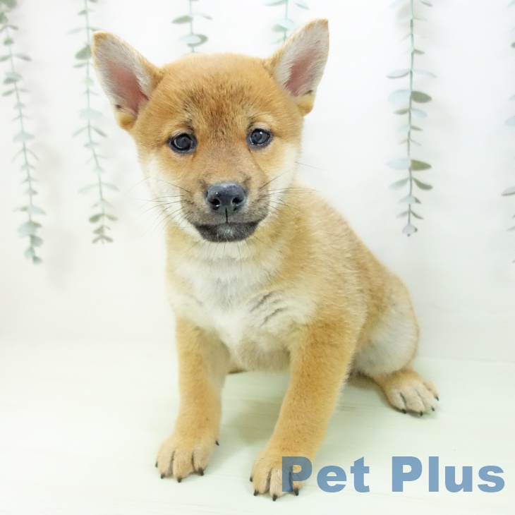 愛知県の柴犬(標準サイズ) (ペッツワン 東海店/2026年2月18日生まれ/女の子/赤)の子犬の2枚目の画像